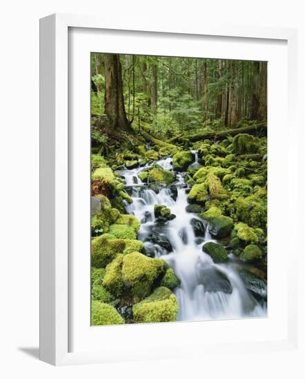 View of Creek in Old Growth Rainforest, Olympic National Park, Washington, USA-Stuart Westmoreland-Framed Photographic Print