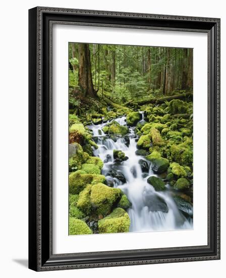 View of Creek in Old Growth Rainforest, Olympic National Park, Washington, USA-Stuart Westmoreland-Framed Photographic Print