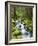 View of Creek in Old Growth Rainforest, Olympic National Park, Washington, USA-Stuart Westmoreland-Framed Photographic Print