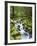 View of Creek in Old Growth Rainforest, Olympic National Park, Washington, USA-Stuart Westmoreland-Framed Photographic Print