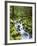 View of Creek in Old Growth Rainforest, Olympic National Park, Washington, USA-Stuart Westmoreland-Framed Photographic Print