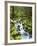 View of Creek in Old Growth Rainforest, Olympic National Park, Washington, USA-Stuart Westmoreland-Framed Photographic Print