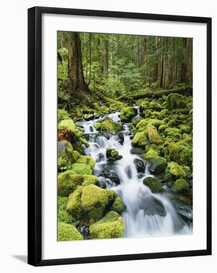 View of Creek in Old Growth Rainforest, Olympic National Park, Washington, USA-Stuart Westmoreland-Framed Photographic Print