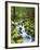 View of Creek in Old Growth Rainforest, Olympic National Park, Washington, USA-Stuart Westmoreland-Framed Photographic Print