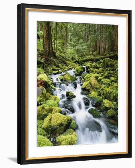 View of Creek in Old Growth Rainforest, Olympic National Park, Washington, USA-Stuart Westmoreland-Framed Photographic Print