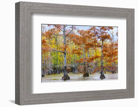 View of Cypress trees, Horseshoe Lake State Fish Wildlife Area, Alexander Co., Illinois, USA-Panoramic Images-Framed Photographic Print