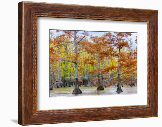 View of Cypress trees, Horseshoe Lake State Fish Wildlife Area, Alexander Co., Illinois, USA-Panoramic Images-Framed Photographic Print