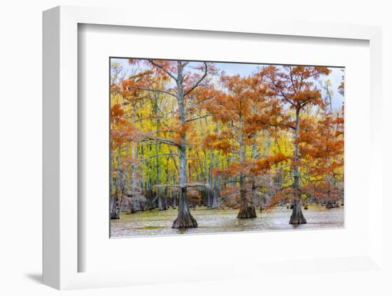 View of Cypress trees, Horseshoe Lake State Fish Wildlife Area, Alexander Co., Illinois, USA-Panoramic Images-Framed Photographic Print