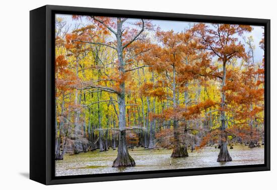 View of Cypress trees, Horseshoe Lake State Fish Wildlife Area, Alexander Co., Illinois, USA-Panoramic Images-Framed Premier Image Canvas