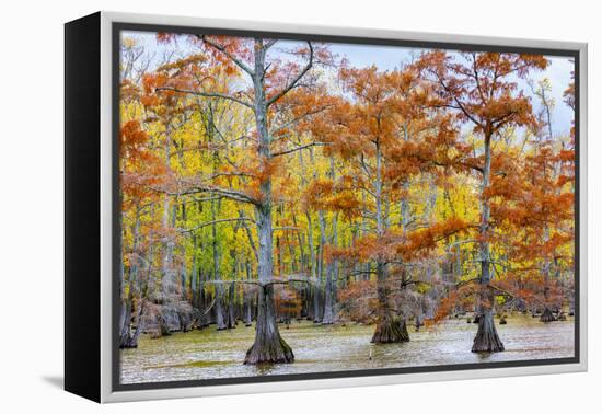 View of Cypress trees, Horseshoe Lake State Fish Wildlife Area, Alexander Co., Illinois, USA-Panoramic Images-Framed Premier Image Canvas