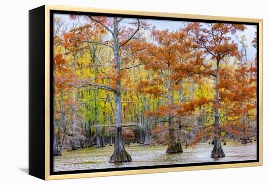 View of Cypress trees, Horseshoe Lake State Fish Wildlife Area, Alexander Co., Illinois, USA-Panoramic Images-Framed Premier Image Canvas