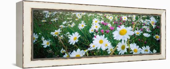 View of Daisy flowers in meadow, Rinzenberg, Rhineland-Palatinate, Germany-null-Framed Premier Image Canvas
