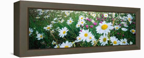 View of Daisy flowers in meadow, Rinzenberg, Rhineland-Palatinate, Germany-null-Framed Premier Image Canvas