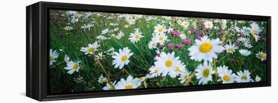 View of Daisy flowers in meadow, Rinzenberg, Rhineland-Palatinate, Germany-null-Framed Premier Image Canvas