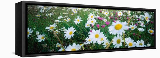 View of Daisy flowers in meadow, Rinzenberg, Rhineland-Palatinate, Germany-null-Framed Premier Image Canvas