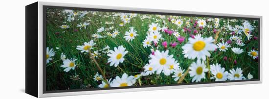 View of Daisy flowers in meadow, Rinzenberg, Rhineland-Palatinate, Germany-null-Framed Premier Image Canvas