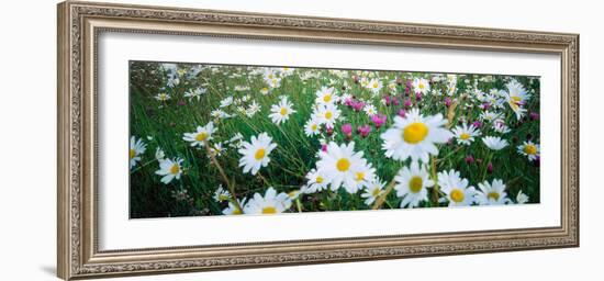 View of Daisy flowers in meadow, Rinzenberg, Rhineland-Palatinate, Germany-null-Framed Photographic Print