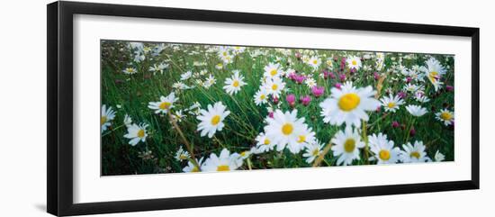 View of Daisy flowers in meadow, Rinzenberg, Rhineland-Palatinate, Germany-null-Framed Photographic Print