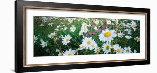 View of Daisy flowers in meadow, Rinzenberg, Rhineland-Palatinate, Germany-null-Framed Photographic Print