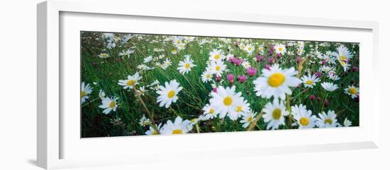 View of Daisy flowers in meadow, Rinzenberg, Rhineland-Palatinate, Germany-null-Framed Photographic Print