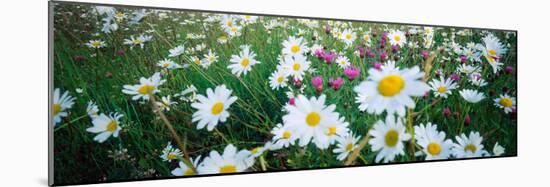 View of Daisy flowers in meadow, Rinzenberg, Rhineland-Palatinate, Germany-null-Mounted Photographic Print