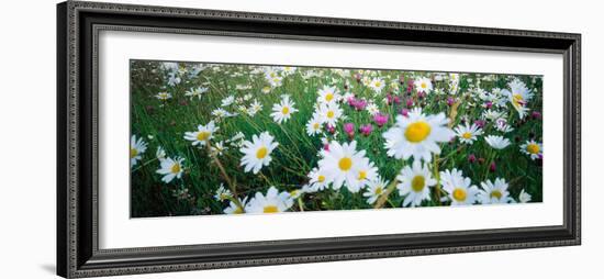 View of Daisy flowers in meadow, Rinzenberg, Rhineland-Palatinate, Germany-null-Framed Photographic Print