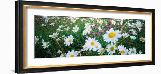 View of Daisy flowers in meadow, Rinzenberg, Rhineland-Palatinate, Germany-null-Framed Photographic Print