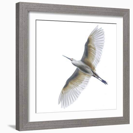 View of dimorphic egret d(Egretta imorpha) in flight, Antananarivo, ,Madagascar-Panoramic Images-Framed Photographic Print