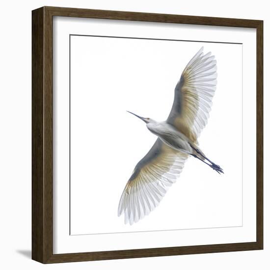 View of dimorphic egret d(Egretta imorpha) in flight, Antananarivo, ,Madagascar-Panoramic Images-Framed Photographic Print