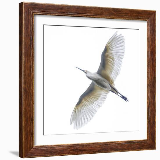 View of dimorphic egret d(Egretta imorpha) in flight, Antananarivo, ,Madagascar-Panoramic Images-Framed Photographic Print