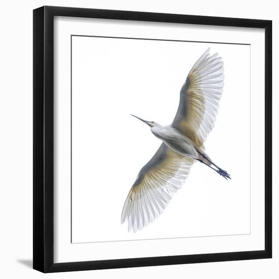 View of dimorphic egret d(Egretta imorpha) in flight, Antananarivo, ,Madagascar-Panoramic Images-Framed Photographic Print