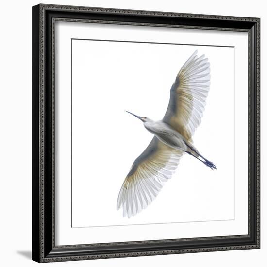 View of dimorphic egret d(Egretta imorpha) in flight, Antananarivo, ,Madagascar-Panoramic Images-Framed Photographic Print