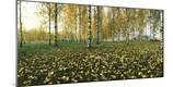 Photographic Print