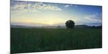 Photographic Print