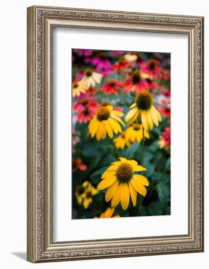 View of flowers in a garden, Garden Walk Buffalo, Buffalo, Erie County, New York State, USA-null-Framed Photographic Print