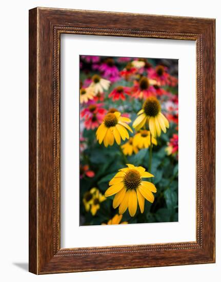 View of flowers in a garden, Garden Walk Buffalo, Buffalo, Erie County, New York State, USA-null-Framed Photographic Print