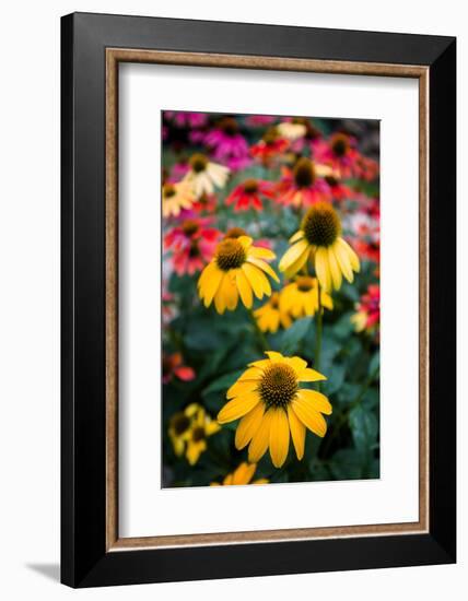 View of flowers in a garden, Garden Walk Buffalo, Buffalo, Erie County, New York State, USA-null-Framed Photographic Print