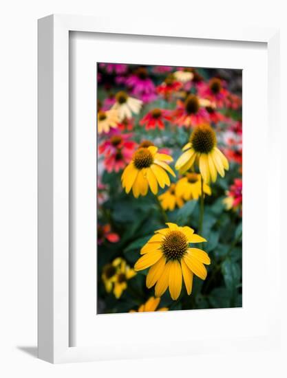 View of flowers in a garden, Garden Walk Buffalo, Buffalo, Erie County, New York State, USA-null-Framed Photographic Print