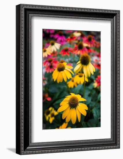View of flowers in a garden, Garden Walk Buffalo, Buffalo, Erie County, New York State, USA-null-Framed Photographic Print