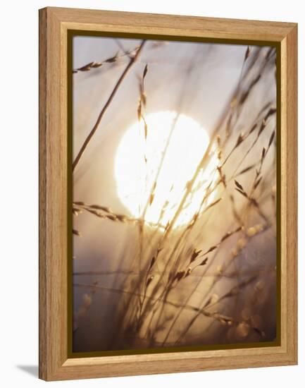 View of Gorgeous Sun Through Fresh Grain-null-Framed Premier Image Canvas