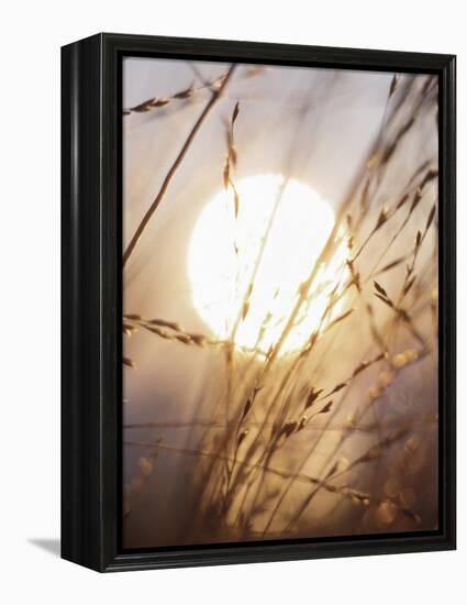 View of Gorgeous Sun Through Fresh Grain-null-Framed Premier Image Canvas