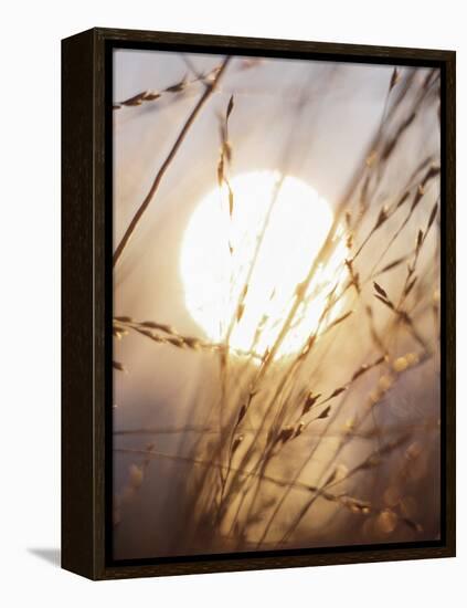 View of Gorgeous Sun Through Fresh Grain-null-Framed Premier Image Canvas