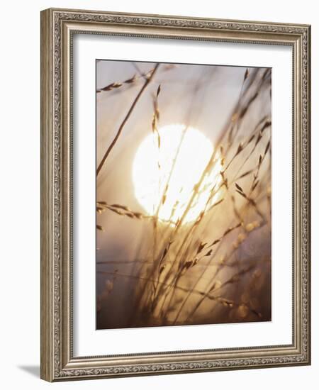 View of Gorgeous Sun Through Fresh Grain-null-Framed Photographic Print