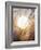 View of Gorgeous Sun Through Fresh Grain-null-Framed Photographic Print