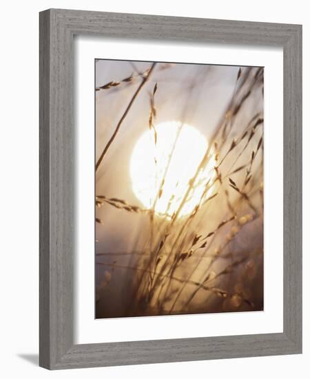 View of Gorgeous Sun Through Fresh Grain-null-Framed Photographic Print