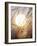 View of Gorgeous Sun Through Fresh Grain-null-Framed Photographic Print