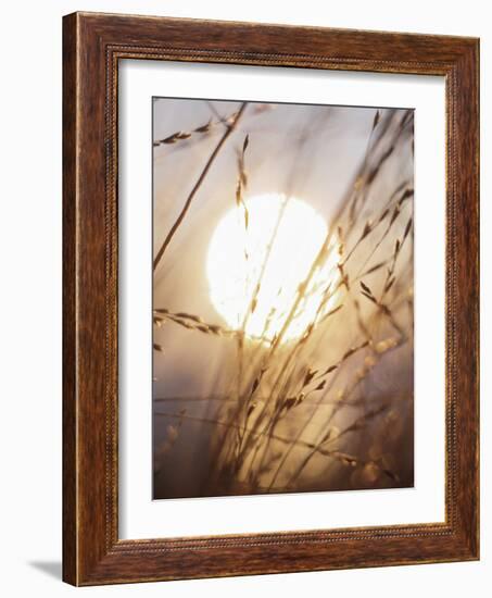View of Gorgeous Sun Through Fresh Grain-null-Framed Photographic Print