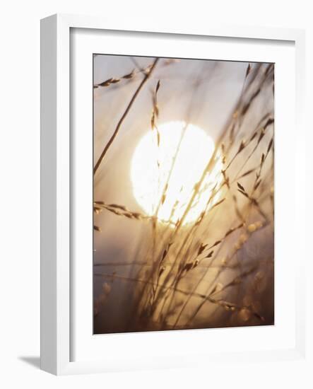 View of Gorgeous Sun Through Fresh Grain-null-Framed Photographic Print