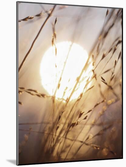 View of Gorgeous Sun Through Fresh Grain-null-Mounted Photographic Print