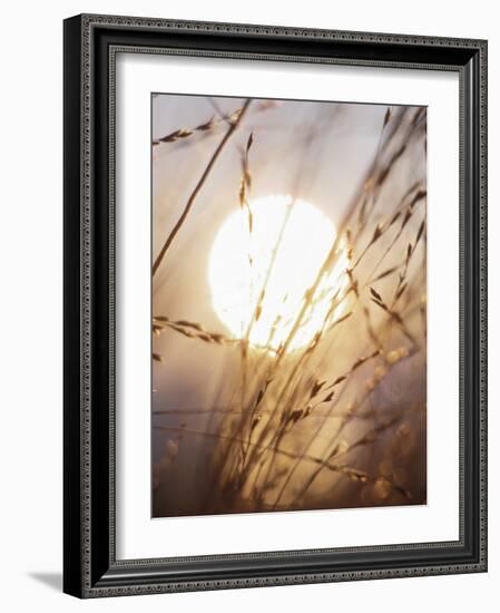 View of Gorgeous Sun Through Fresh Grain-null-Framed Photographic Print